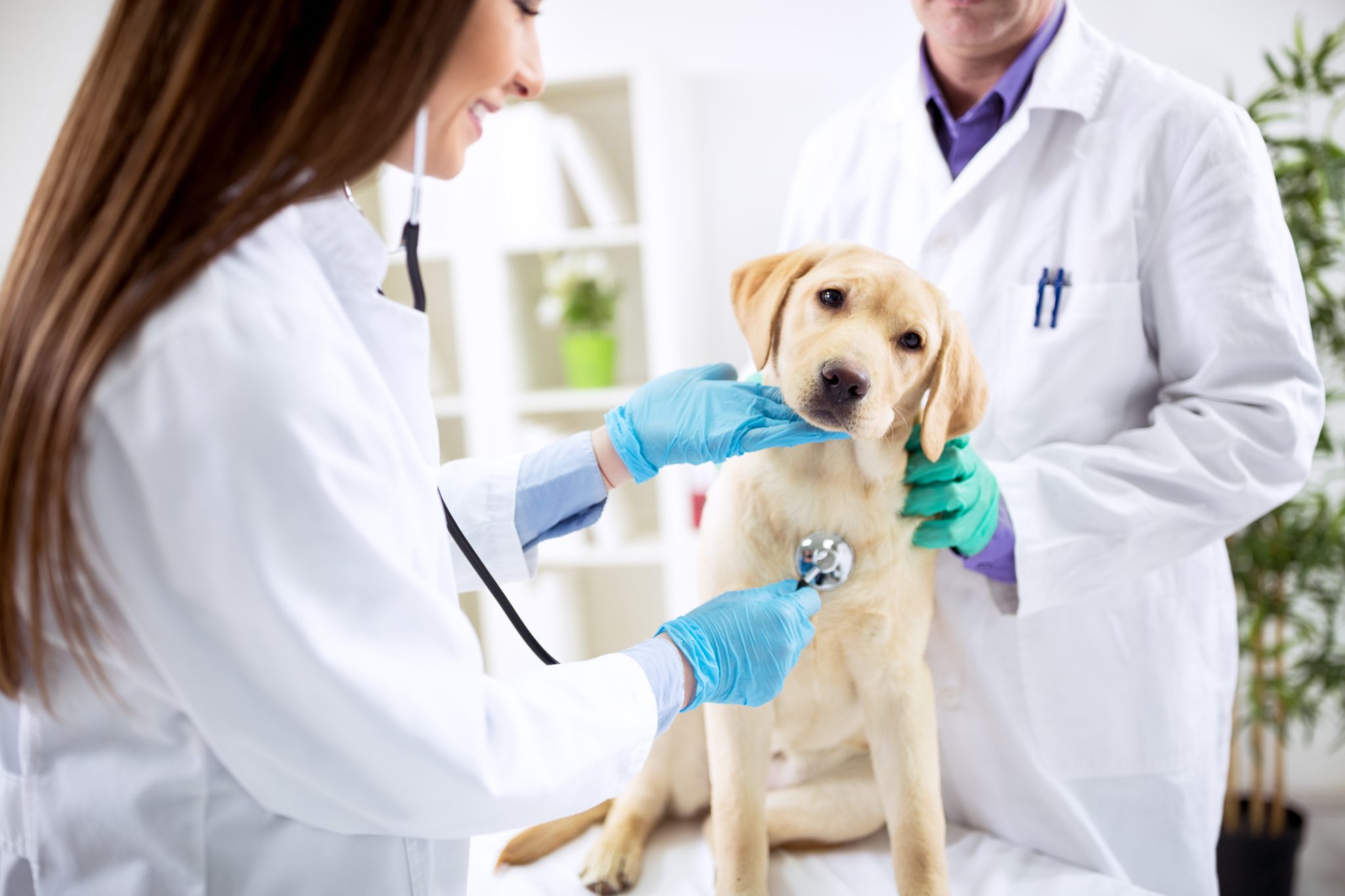 Veterinary Instruments